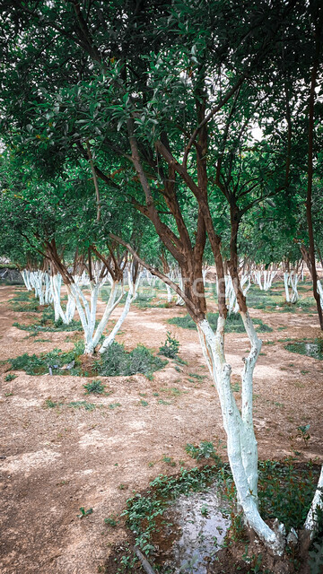 صورة مقربة للاشجار والنباتات الخضراء، الطبيعة الخضراء في الحدائق العامة، مناظر طبيعية، خلفية الطبيعة