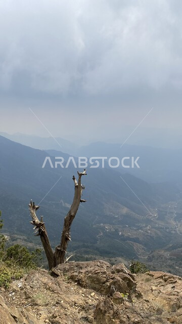 Tree trunk over a mountain peak in Abha, Asir, Saudi Arabia, mountain peaks and heights, mountain nature in Saudi Arabia, nature background