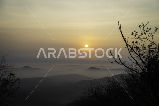 صورة ظلية لأغصان الشجر  وقت شروق الشمس, منظر الطبيعة أثناء  شروق الشمس, خلفية الطبيعة, سوليليت .