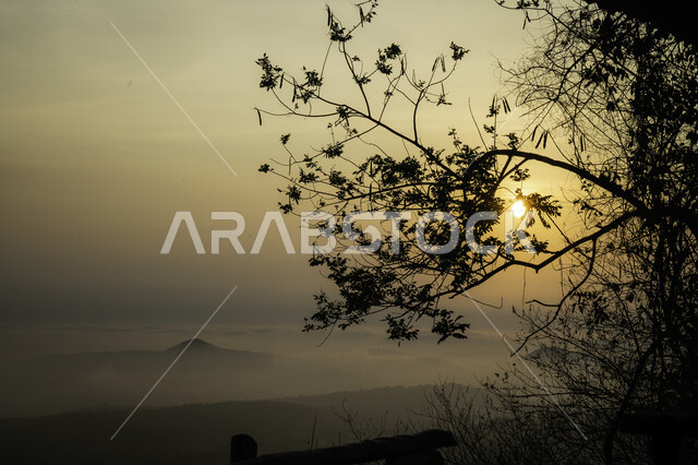 صورة ظلية مقربة لأغصان الشجر  وقت شروق الشمس, منظر الطبيعة أثناء  شروق الشمس, خلفية الطبيعة, سوليليت .