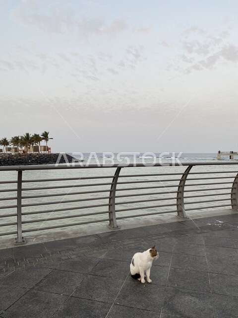 قطه اليفه تقف في كورنيش مدينة جده,  الواجهه البحريه على ساحل البحر الأحمر, أماكن ومعالم سياحيه ,لتنزه والترفيه على شاطيء بحر جده