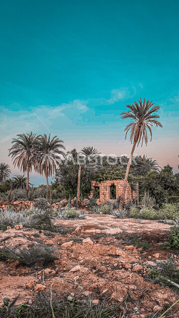 بيت محطم وسط مزارع النخيل  الخضراء، محميه طبيعيه  لزراعة اشجار النخيل، اشجار ومحاصيل زراعية، خلفية الطبيعة