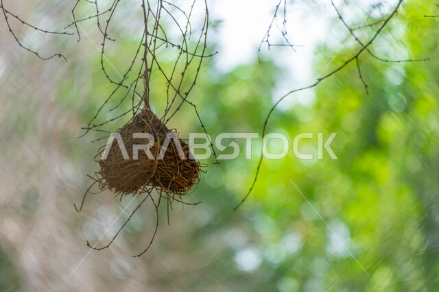 صورة مقربة لعش الطيور معلق على غصن الشجرة في محمية طبيعية، الاشجار والنباتات الخضراء، الطبيعة الخضراء في الحدائق، خلفية الطبيعة