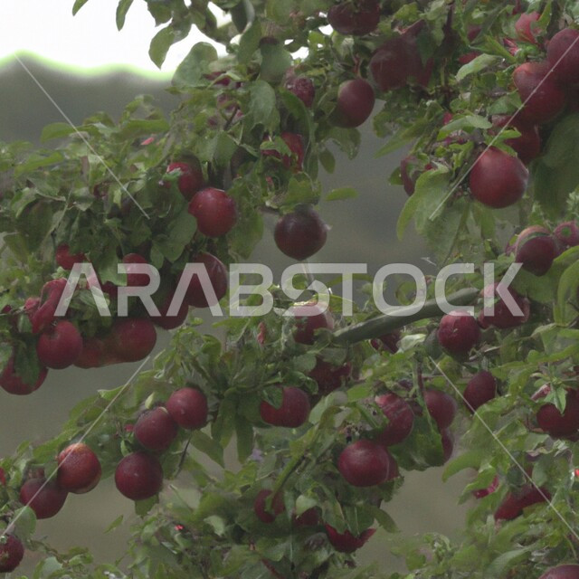 صورة مقربة لشجرة البرقوق المثمرة، الاشجار والنباتات الخضراء، ثمار البرقوق الاحمر، محاصيل واراضي زراعية