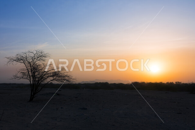 شجرة بلا اوراق في المناطق الصحراوية، الطبيعة الصحراوية وقت غروب الشمس، خلفية الطبيعة