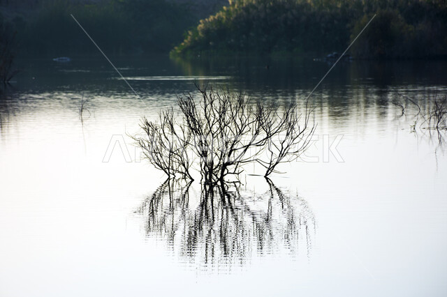 الاشجار والنباتات الخضراء، اغصان الاشجار وسط بحيرة مائية، انعكاس اغصان الاشجار على الماء، مناظر طبيعية مائية، خلفية الطبيعة