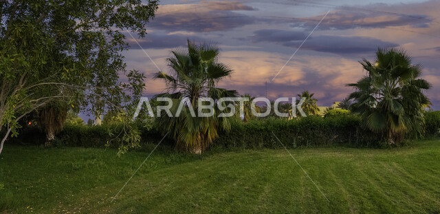 الطبيعة الخضراء في الحدائق العامة، الاشجار والنباتات الخضراء، النباتات العشبية واشجار النخيل، خلفية الطبيعة