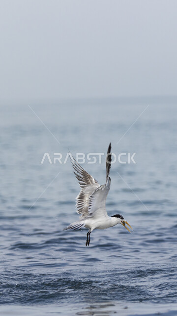 صورة مقربة لطائر الخطاف المائي، خطاف البحر يحلق فوق مياه البحر، طائر فطيمة على شاطيء البحر، مناظر طبيعية في السعودية