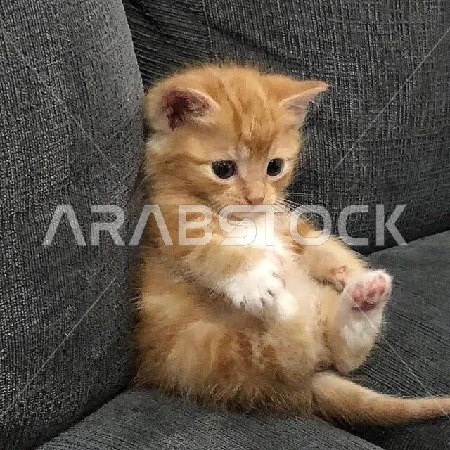 صورة مقربة لقطة لطيفة جالسة على الاريكة، تربية القطط والحيوانات البرية الاليفة، حيوانات منزلية ثدية