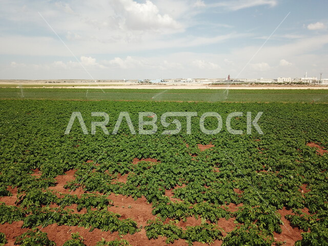 Agricultural lands and fields, trees and green plants, an agricultural field in the Kingdom of Saudi Arabia, crops and agricultural lands