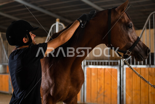   مفهوم الرعاية والاهتمام بالخيول العربية، حصان بني أصيل في إسطبل الأحصنة، شاب عربي خليجي سعودي يقوم بتمشيط شعر الفرس والاعتناء به، إيماءات تدل على السعادة وقضاء وقت ممتمع مع أدهم أصيل، ممارسة هواية ركوب الخيل