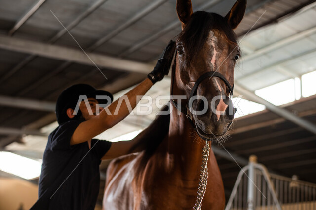 ترويض وتدريب الخيول في اسطبل الأحصنة ، جواد عربي بني أصيل في مزرعة تربية وتدريب الجياد في المملكة العربية السعودية ، فارس سعودي خليجي يرتدي زي الفروسية ، ممارسة هواية ركوب الخيل ، مهارات وأنشطة ترفيهية في نادي الفروسية 
