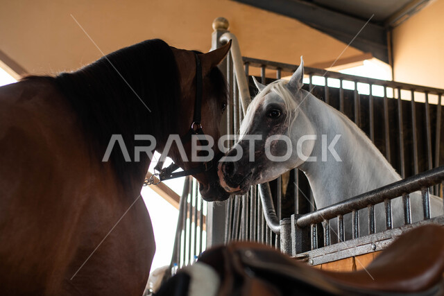 A close-up of a group of purebred Arabian horses in the horse stable, a farm for breeding, training and taming Arabian horses in the Kingdom of Saudi Arabia, the concept of caring, caring and being kind to animals, the hobby of riding horses in the Equest