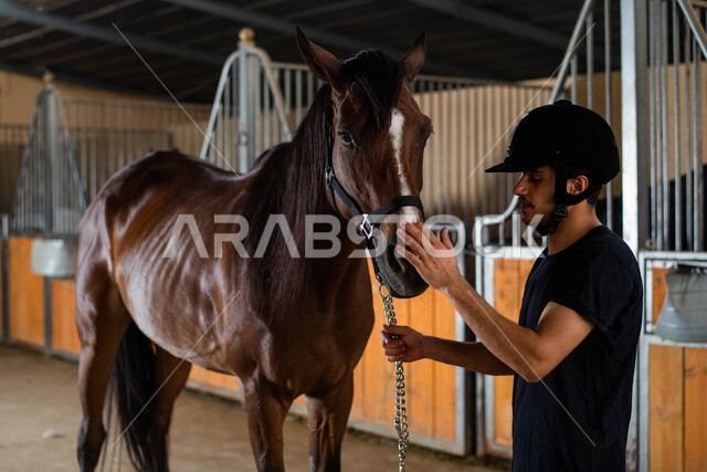 The concept of caring and caring for purebred horses, installing a mare's bridle, an authentic brown horse in the horse stable, a Saudi Arabian Gulf knight who prepares and prepares the horse for racing, practicing horse riding, a horse breeding farm in t