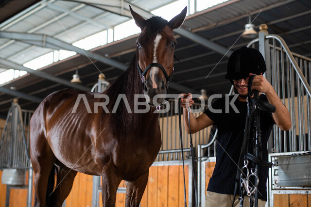 مزرعة تربية الجياد في المملكة العربية السعودية، تركيب لجام الفرس، حصان بني أصيل في إسطبل الأحصنة، فارس عربي سعودي خليجي يقوم بتجهيز وتحضير الفرس للسباق، مفهوم الرعاية والاهتمام بالخيول الأصيلة، ممارسة هواية ركوب الخيل