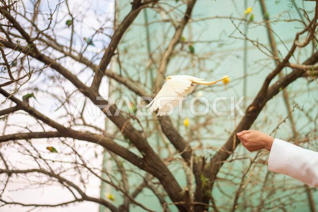 تربية الحيوانات البرية في المحمية الطبيعية، صورة مقربة لشاب عربي خليجي سعودي في حديقة الحيوانات في المملكة العربية السعودية، فعالية سفاري موسم الرياض، ايماءات تدل على السعاده والاستمتاع مع الطيور.