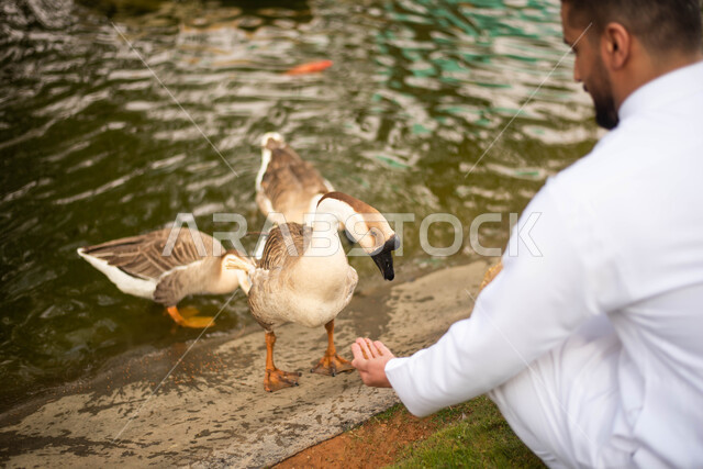 فعاليات و أنشطة ترفيهية، رجل عربي سعودي خليجي  يقوم بإطعام طيور البط,  قضاء أوقات ممتعة في حديقة الحيوانات في المملكة العربية السعودية، أماكن سياحية ترفيهية بالسعودية، حيوانات برية في المحمية الطبيعية.