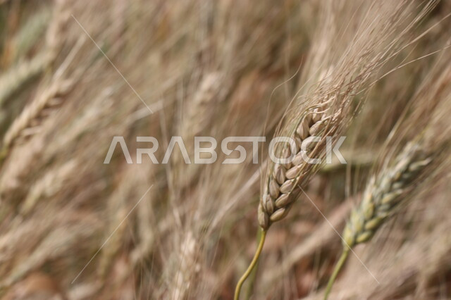 Agricultural fields and lands, close-up of yellow wheat spikes, agricultural wheat crop, local production of Saudi agricultural crops