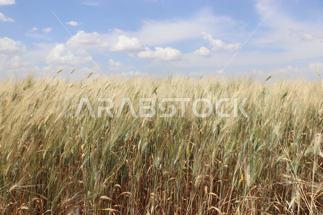 Agricultural wheat crop, close-up of green wheat spikes, agricultural fields and lands, local production of Saudi agricultural crops