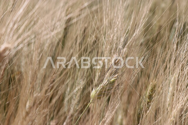 حقول واراضي زراعية، صورة مقربة لسنابل القمح الصفراء، محصول القمح الزراعي، انتاج محلي للمحاصيل الزراعية السعودية