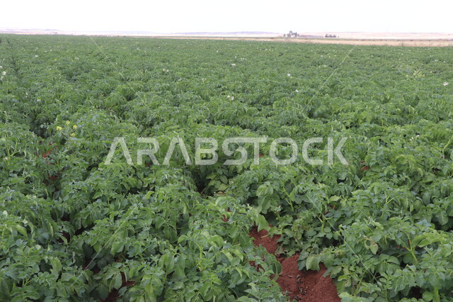 الحقول والاراضي الزراعية، محصول البطاط الزراعي، صورة مقربة لنبات البطاطا الزراعية، انتاج محلي للمحاصيل الزراعية السعودية