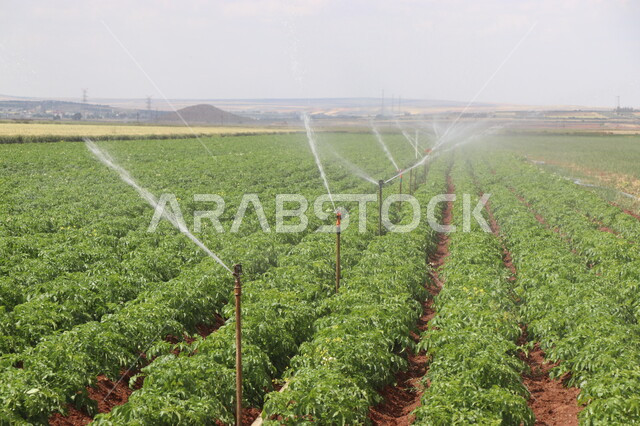 الات ومعدات الري في الحقول والاراضي الزراعية، محصول البطاط الزراعي، صورة مقربة لنبات البطاطا الزراعية، انتاج محلي للمحاصيل الزراعية السعودية، رشاشات المياه
