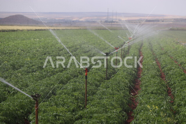 الات ومعدات الري في الحقول والاراضي الزراعية، محصول البطاط الزراعي، صورة مقربة لنبات البطاطا الزراعية، انتاج محلي للمحاصيل الزراعية السعودية، رشاشات المياه