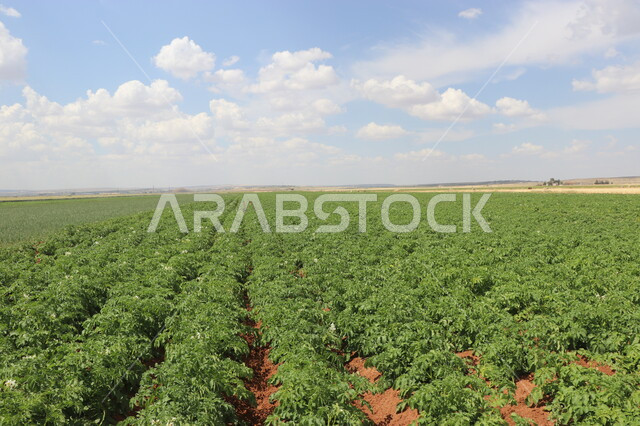 الحقول والاراضي الزراعية، محصول البطاط الزراعي، صورة مقربة لنبات البطاطا الزراعية، انتاج محلي للمحاصيل الزراعية السعودية