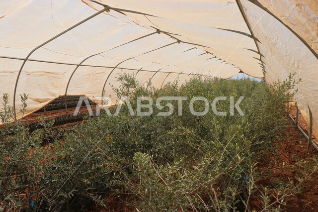 صورة مقربة لزراعة النباتات الخضراء، مشاتل زراعة الاشجار الصغيرة في محمية زراعية، الحقول والاراضي الزراعية، انتاج محلي للمحاصيل الزراعية السعودية
