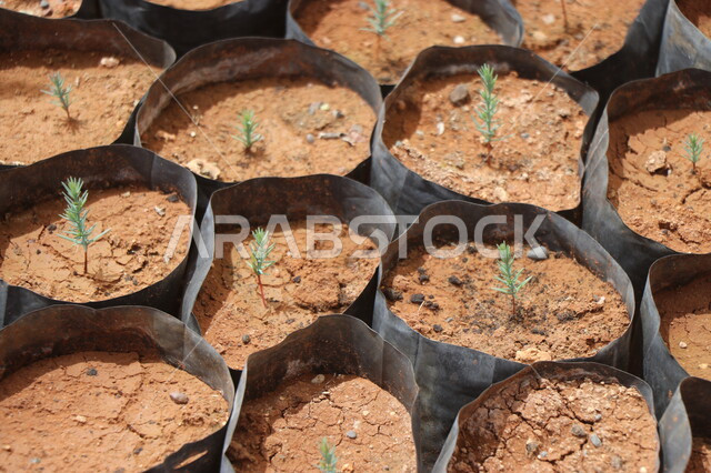 صورة مقربة لمشاتل زراعة الاشجار الصغيرة، زراعة النباتات الخضراء، الحقول والاراضي الزراعية، انتاج محلي للمحاصيل الزراعية السعودية