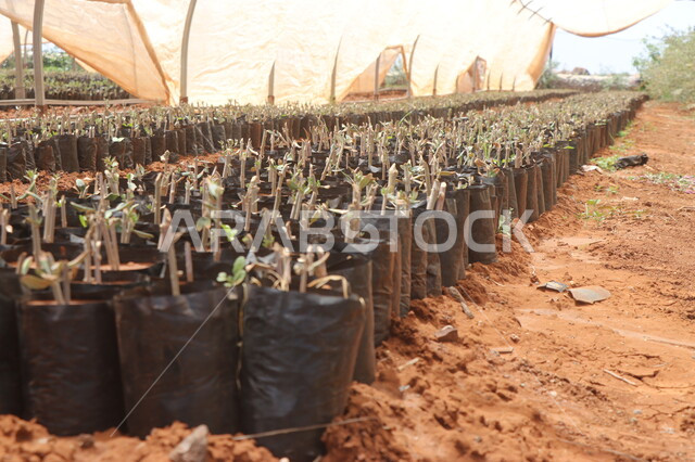 صورة مقربة لمشاتل زراعة الاشجار الصغيرة، زراعة النباتات الخضراء، الحقول والاراضي الزراعية، انتاج محلي للمحاصيل الزراعية السعودية