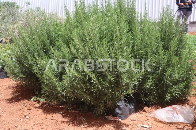 Fields and agricultural lands, cultivation of green plants, close-up of nurseries for planting small trees, local production of Saudi agricultural crops