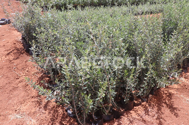 الحقول والاراضي الزراعية، زراعة النباتات الخضراء، صورة مقربة لمشاتل زراعة الاشجار الصغيرة،انتاج محلي للمحاصيل الزراعية السعودية