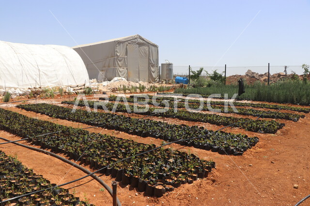 الحقول والاراضي الزراعية، زراعة النباتات الخضراء، صورة مقربة لمشاتل زراعة الاشجار الصغيرة،انتاج محلي للمحاصيل الزراعية السعودية