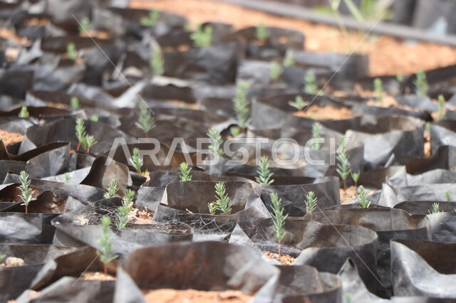 الحقول والاراضي الزراعية، انتاج محلي للمحاصيل الزراعية السعودية، زراعة النباتات الخضراء، صورة مقربة لمشاتل زراعة الاشجار الصغيرة