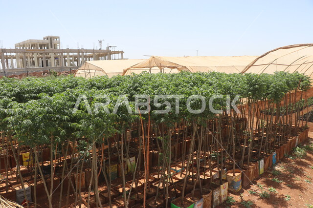 الحقول والاراضي الزراعية، انتاج محلي للمحاصيل الزراعية السعودية، زراعة النباتات الخضراء، صورة مقربة لمشاتل زراعة الاشجار الصغيرة