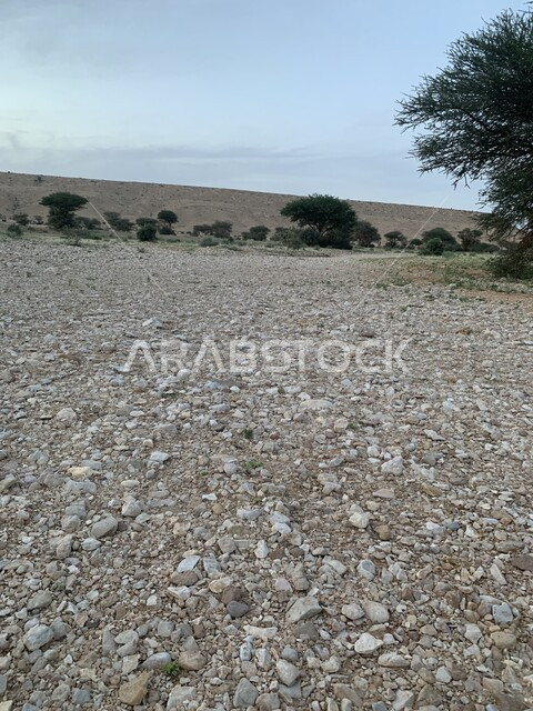 الحجارة الصخرية في البيئة الصحاروية في الرياض, الاشجار والنباتات الخضراء في المملكة العربية السعودية, خلفية الطبيعة