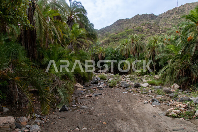 Cultivation of plants and palm trees, heights and mountain peaks, historical monuments, Asir mountains in the center of Kohla in Asir, the highest city in Saudi Arabia, huge mountain ranges, famous tourist places, green nature background
