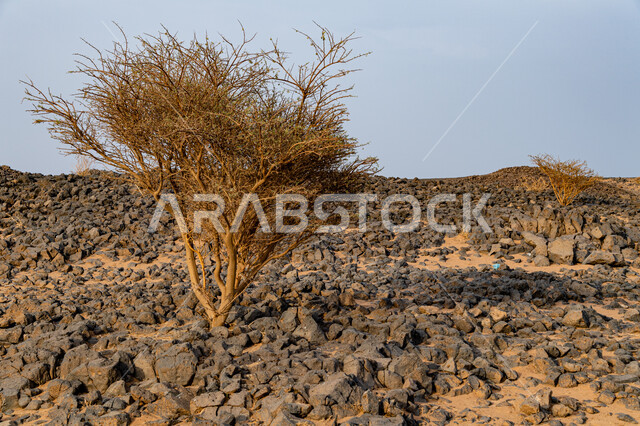 صورة مقربة لشجرة صحراوية بين الصخور والحجارة، الصخورالطبيعة في المناطق الصحراوية في مقلع طمية في مدينة الطائف في السعودية، فوهة الوعبة البركانية، اماكن تاريخية أثرية، السياحية في السعودية 