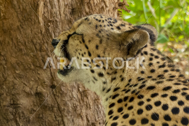 Wild predatory animals in the zoo, a close-up of a cheetah in one of the wild reserves in Saudi Arabia, the tiger hunter animal, nature background