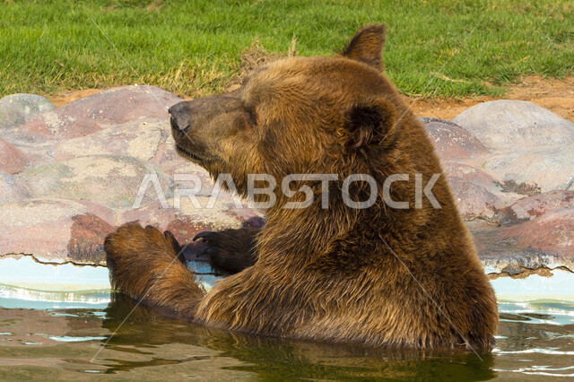 الدب البني في الماء في حديقة الحيوانات في الرياض, تربية الحيوانات في المحميات الطبيعية في المملكة العربية السعودية, خلفية الطبيعة .