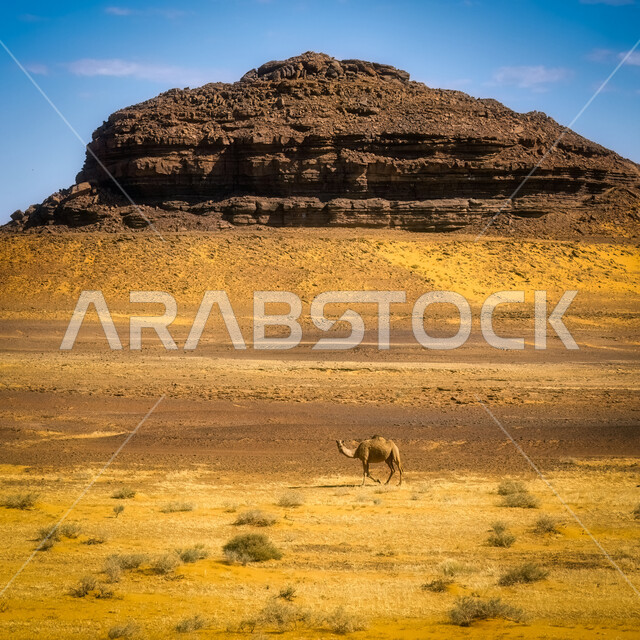 حيوان الجمل في الاراضي الصحراوية في المملكة العربية السعودية, التكوينات والتشكيلات الصخرية, تربية المواشي والحيوانات البرية, الطبيعة الصحراوية , خلفية الطبيعة .