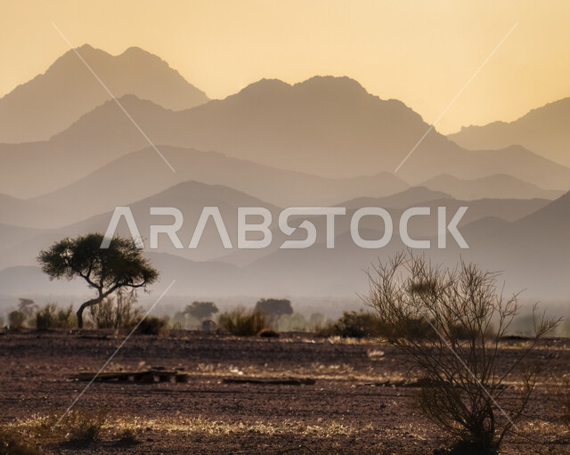 زراعة النباتات والاشجار ,جبال نيوم في المملكة العربية السعودية ، مناظر طبيعية للرمال الذهبية ، جبال ذات تشكيلات صخرية في تبوك ، معالم حضارية سياحية في المملكة العربية السعودية .