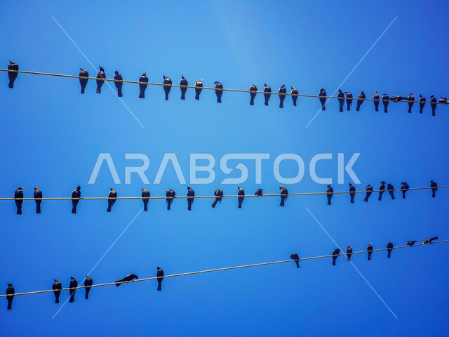 مجموعة من طيور السنونو تقف على خطوط الكهرباء, منظر السماء الزرقاء الصافية في جبال الفيفاء في جازان في المملكة العربية السعودية,  قطيع من الطيور السوداء .