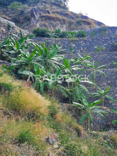 صورة مقربة للاشجار والنباتات الخضراء، المرتفعات الجبلية و القمم،  اماكن ومعالم سياحية في السعودية، البيوت والمباني السكنية في جازان في المملكة العربية السعودية، خلفية الطبيعة