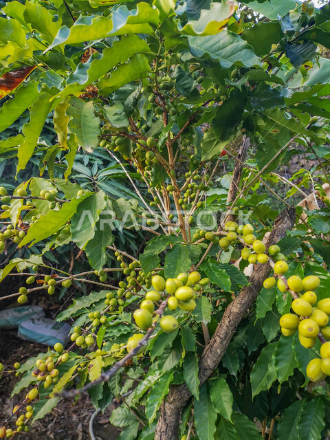 زراعة اشجار البن السعودي، صورة مقربة لحبات شجرة البن السعودي في  المملكة العربية السعودية، الاشجار والنباتات الخضراء،  الطبيعة الخضراء في جازان، محاصيل زراعيه سعوديه ، انتاج محلي, خلفية الطبيعة