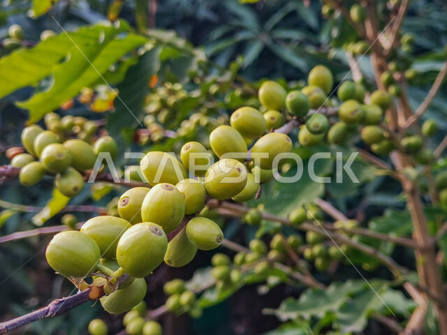 صورة مقربة لحبات شجرة البن السعودي في  المملكة العربية السعودية، الاشجار والنباتات الخضراء، زراعة اشجار البن السعودي، الطبيعة الخضراء في جازان، محاصيل زراعيه سعوديه ، انتاج محلي, خلفية الطبيعة