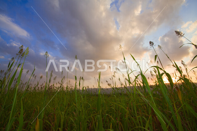 صورة لحقول وأراضي الذرة في جيزان، الاشجار والنباتات الخضراء الزراعية، مزارع وطبيعة وورود صفراء ، سماء زرقاء ممتلئة بالغيوم القطنية، خلفية طبيعة