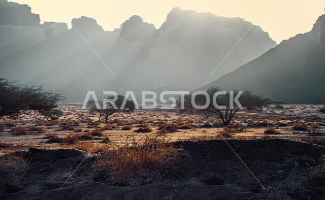 الاشجار والنباتات في المناطق الصحراوية الطبيعية، التكوينات الصخرية الطبيعية، الجبال والمرتفعات الصخرية في منطقة وادي ديسة في تبوك في المملكة العربية السعودية، السياحة في السعودية