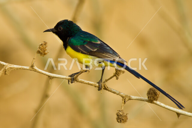 Close-up of brightly colored eastern bee-eater standing on tree branches, breeding birds in nature reserves in Saudi Arabia, wildlife of birds and animals in Jizan region, nature background